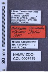 Etiketten zu Hypnoidus alpinus (NHMW-ZOO-COL-0007419)